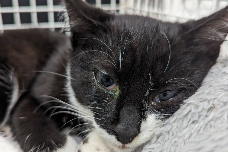 RSPCA new figures show 153 reports of summer cruelty in South Yorkshire