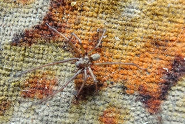 Giant House Spider on the carpet
