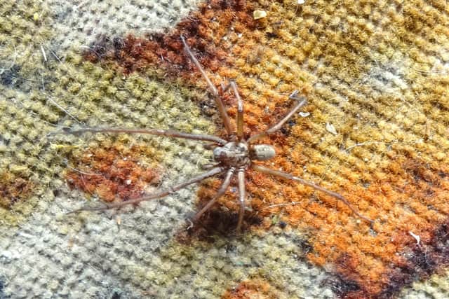 Giant House Spider on the carpet
