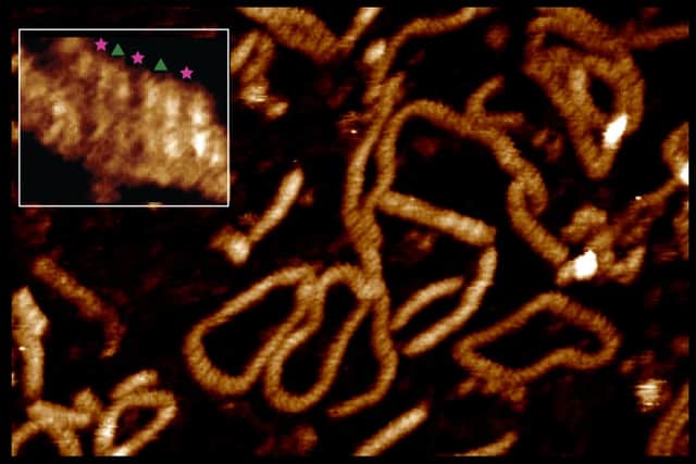 Two DNA double helices locking together