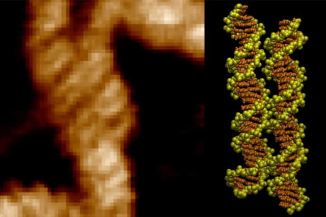 Two DNA double helices visualised locking together