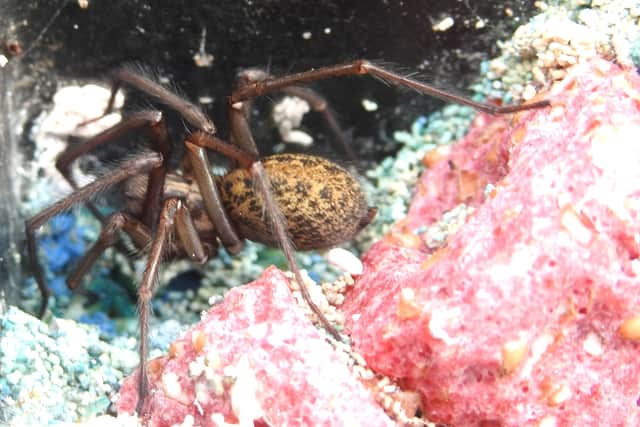 Female House Spider Tegenaria saeva by Ian Rotherham