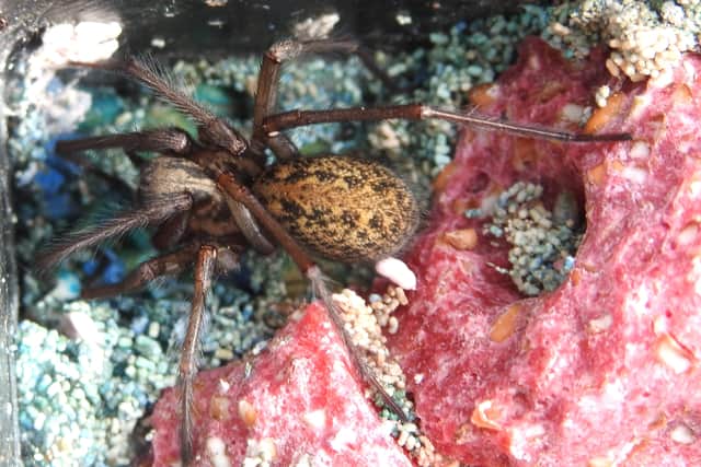 Female House Spider Tegenaria saeva by Ian Rotherham