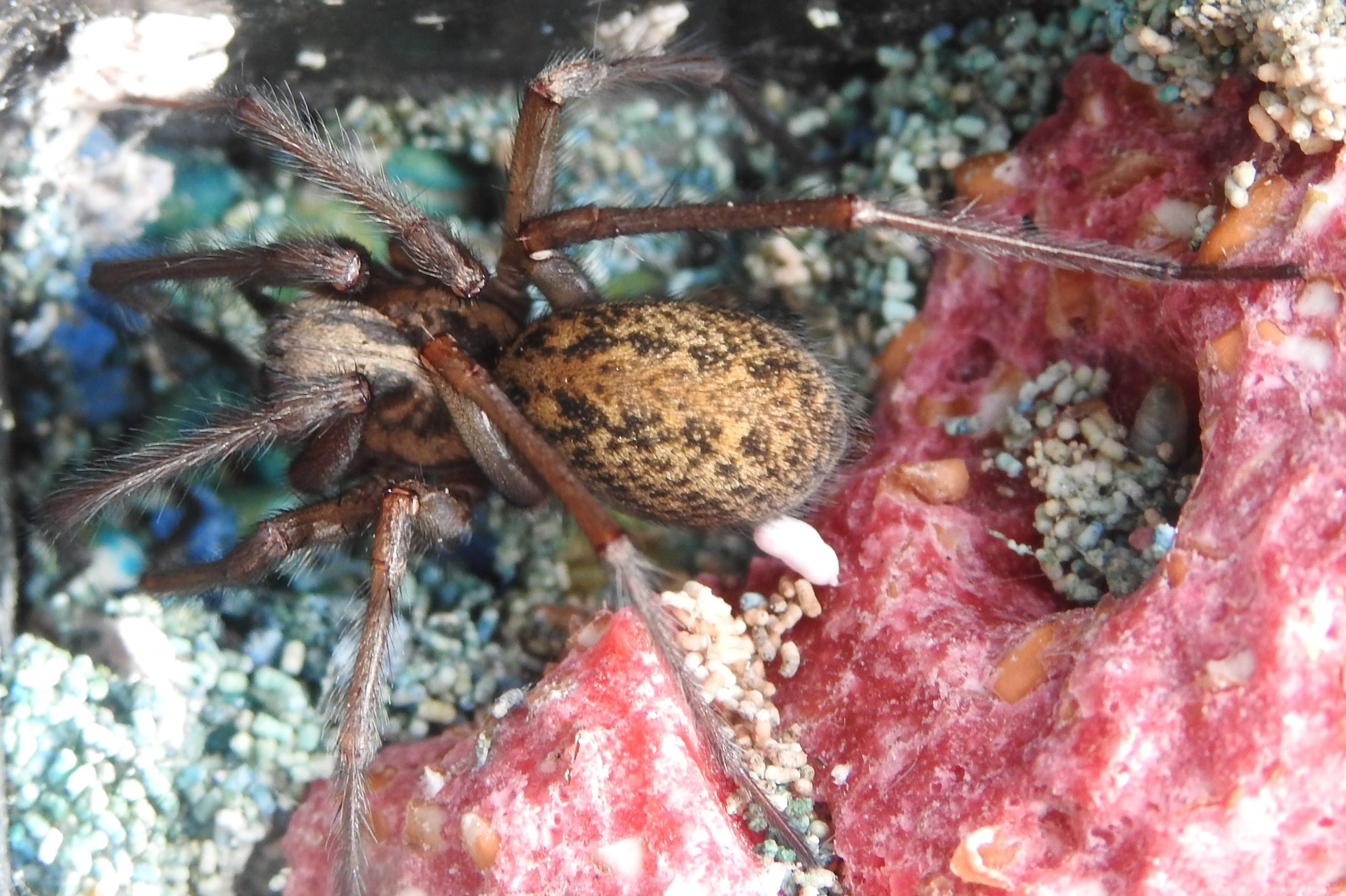 Giant horny spiders head into Sheffield homes looking for a mate