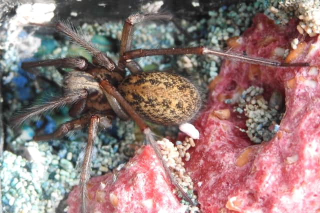 Female House Spider Tegenaria saeva by Ian Rotherham