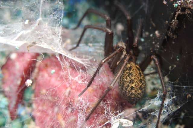 Female House Spider Tegenaria saeva by Ian Rotherham