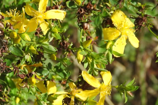 Perforate St. John’s wort by Ian Rotherham