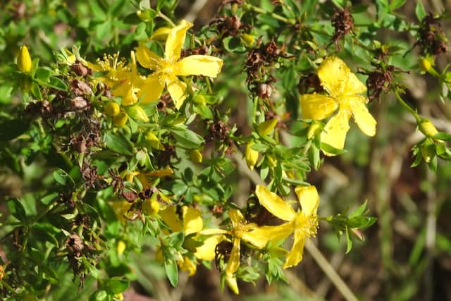 Perforate St. John’s wort by Ian Rotherham