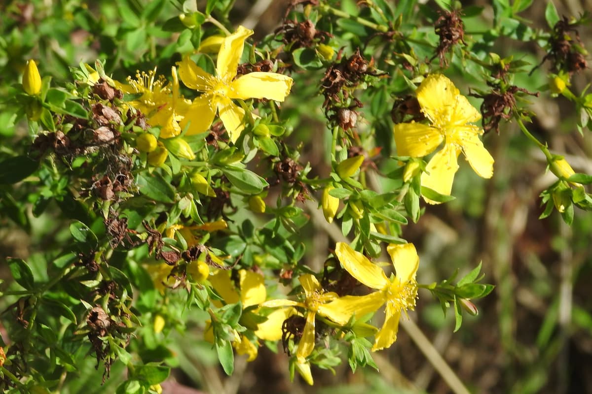 On the Wildside with Ian Rotherham: St John’s-wort may be useful in ...
