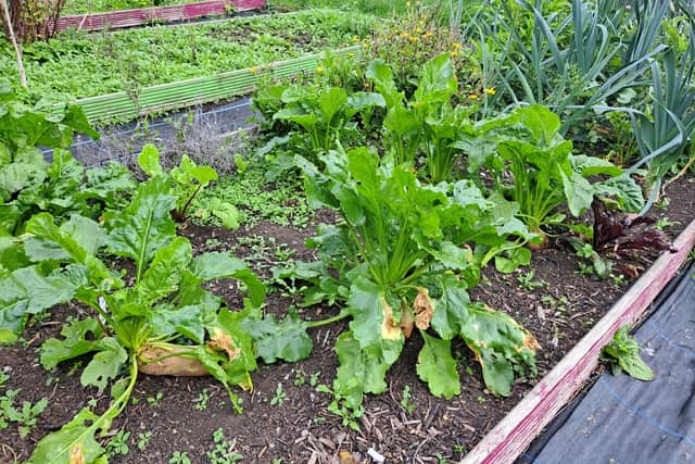 Vegetable plot gardened by pupils at Arbourthorne Community Primary School