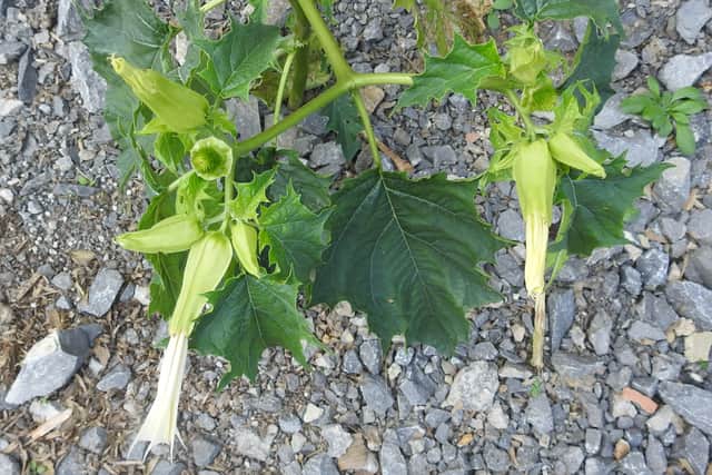 Thornapple in North Yorkshire
