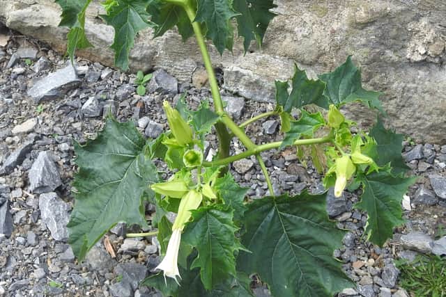 Thornapple in North Yorkshire
