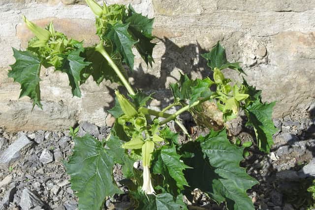 Thornapple in North Yorkshire