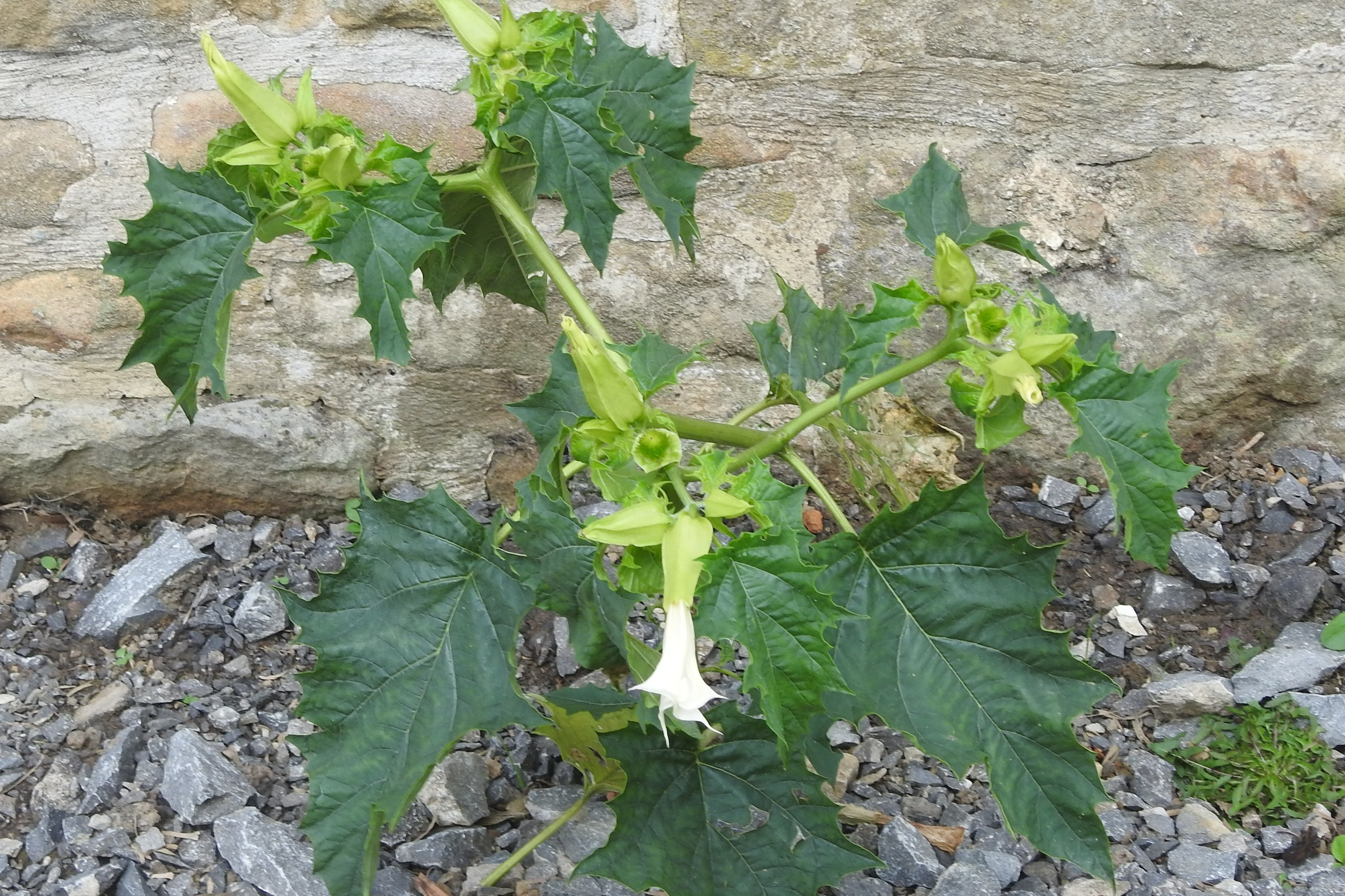 On the Wildside with Ian Rotherham: Caution urged over highly toxic thornapple plant found in UK