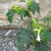 Thornapple in North Yorkshire