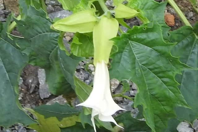 Thornapple in North Yorkshire