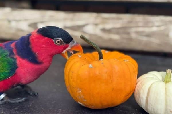 Bella the black-capped lory Halloween enrichment at Tropical Butterfly House