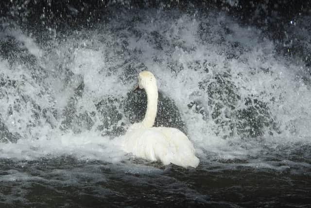 Mute Swan taking a shower