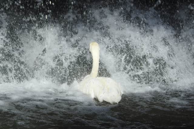 Mute Swan taking a shower