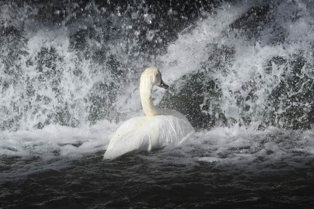 Mute Swan taking a shower