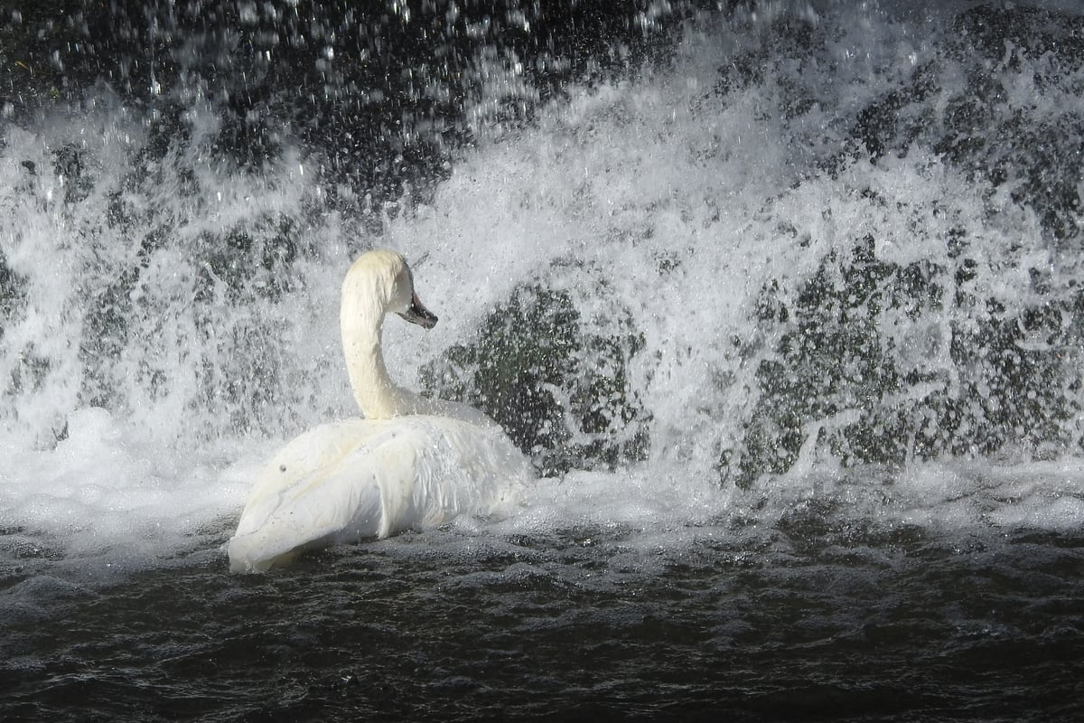 On the Wildside with Ian Rotherham: Mute Swan taking a shower