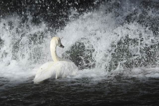 Mute Swan taking a shower