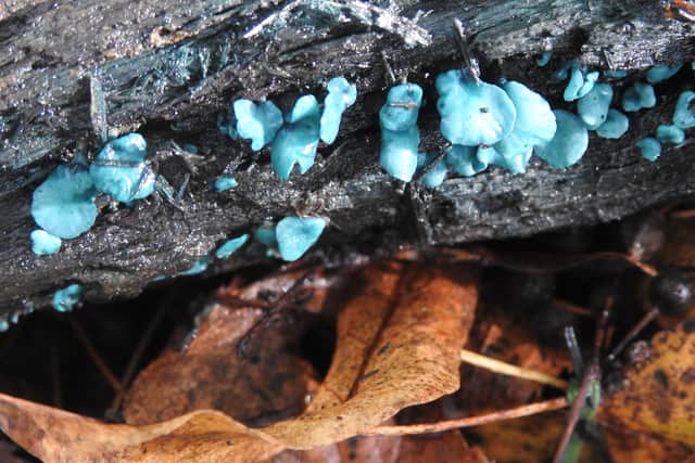 Green Elf Cup fungus