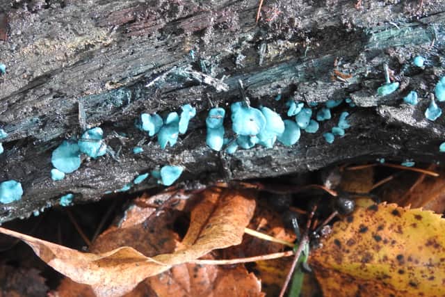 Green Elf Cup fungus