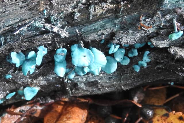 Green Elf Cup fungus