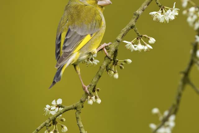 a greenfinch perched on blossom. Photo: Ben Hall (rspb-images.com)