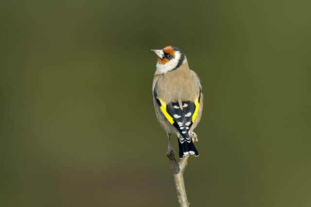 A goldfinch looking around from a bare twig.