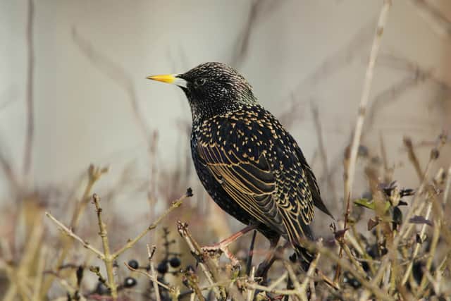 A starling. Photo: Andy Hay (rspb-images.com)