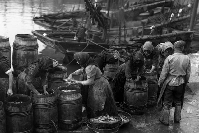 The herring harvest in Scarborough in 1907.