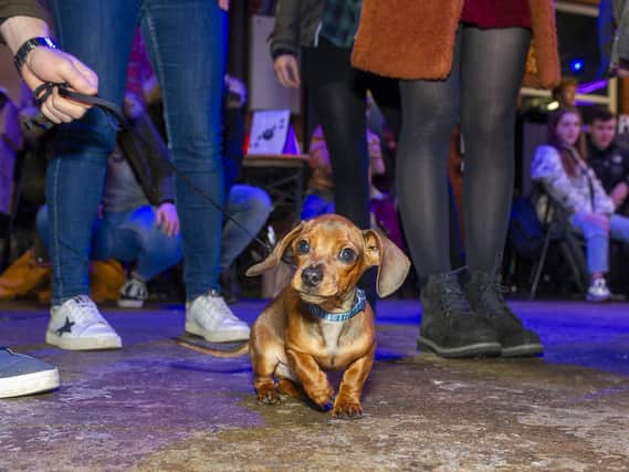 Enjoy these adorable photos of sausage dogs at the 'pup-up' cafe in Leeds. PICS: Tony Johnson