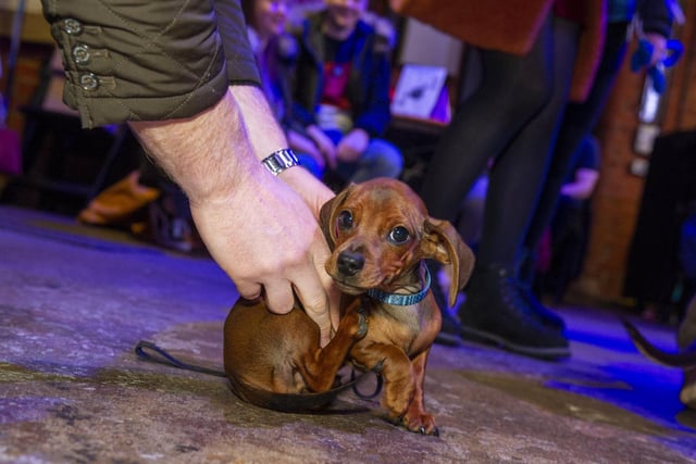 Meet Jaffle the dachshund.