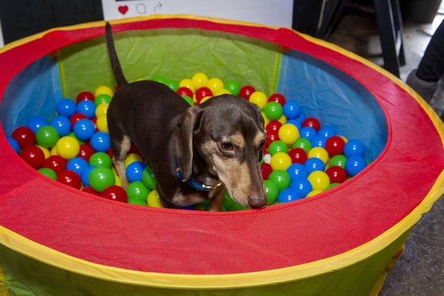 This dachshund has fun in the ball pool.