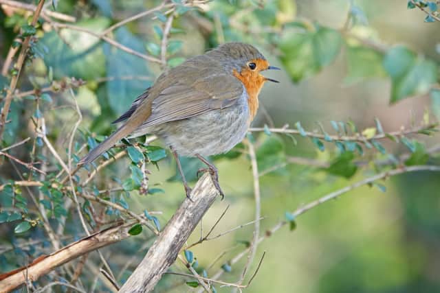 A robin bursts into song. Picture:  Adrian Thomas.