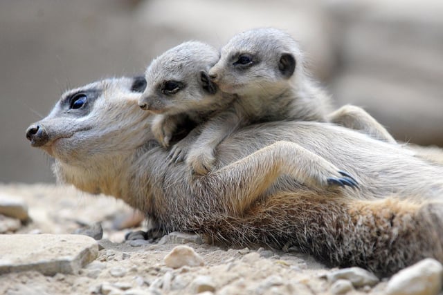 This photo of the Meerkats will put a smile on your face. Simples.