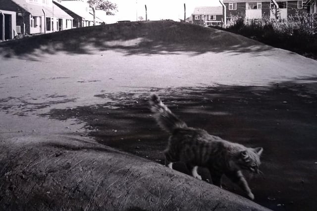 A cat wanders across a skateboarding area in Blackpool - but where is it?
