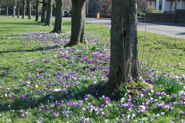 Crocuses on The Stray, Lightcliffe by Mike Halliwell