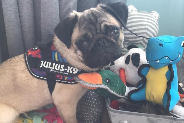 Clyde the pug enjoying his playtime. Shared by proud owner Laura Collins, YEP Editor