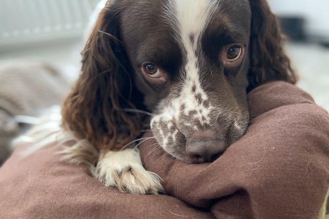 Max the English Springer Spaniel giving his owner puppy dog eyes