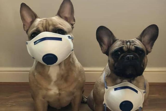 Luna and Leo showing off their masks! Owner Tracy Exley said: "We are having lots of playtime in the garden and then driving out to quiet spots for a 20 minute walk every day"