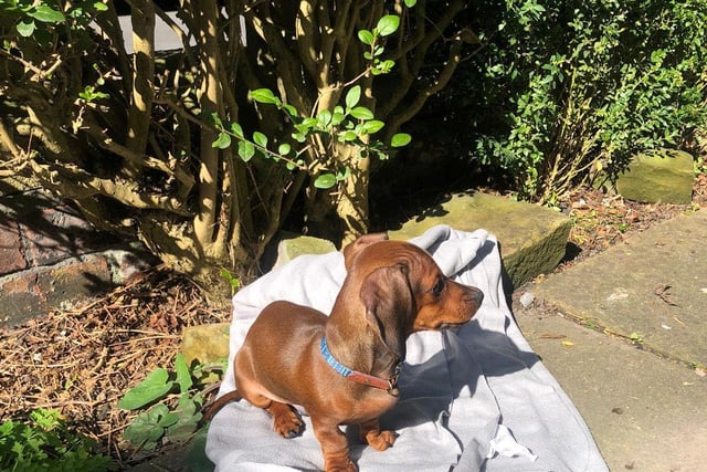 Jaffle the Dachshund lapping up the sun in his garden