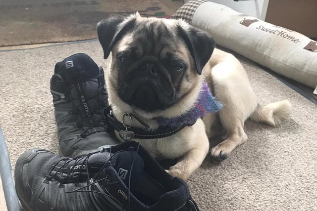 Clyde the pug ready for his walk of the day