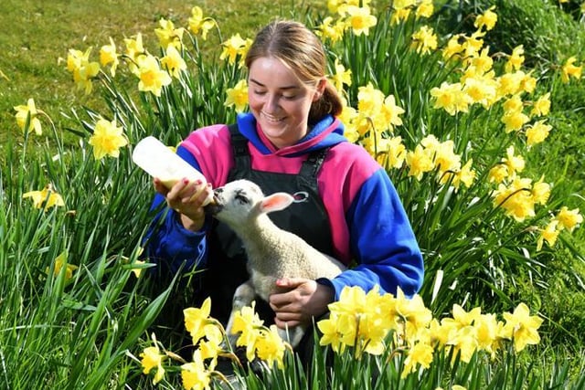 Myerscough College lambing season:
Megan Walker feeding a lamb