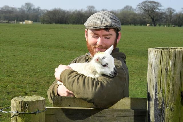Myerscough College lambing season:
Jamie Whelan with one of the lambs