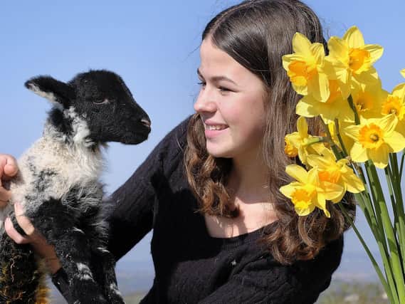 Spring has sprung on Stepney Hill  Farm in Scarborough.

Isabella Tyson with an early lamb