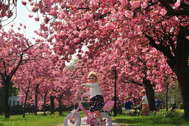 Cherry blossom in full bloom on The Stray in Harrogate.

Pictured Paloma Yorath, three, dressed in pink to match the blossom on her pink bike wearing pink sunglasses.