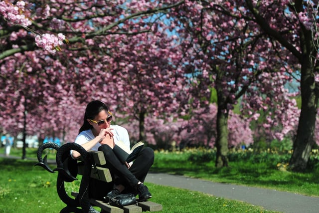 Reading under the cherry blossom in The Stray, Harrogate